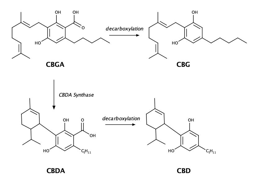 What Is CBGA? A Complete Guide to Cannabigerolic Acid
