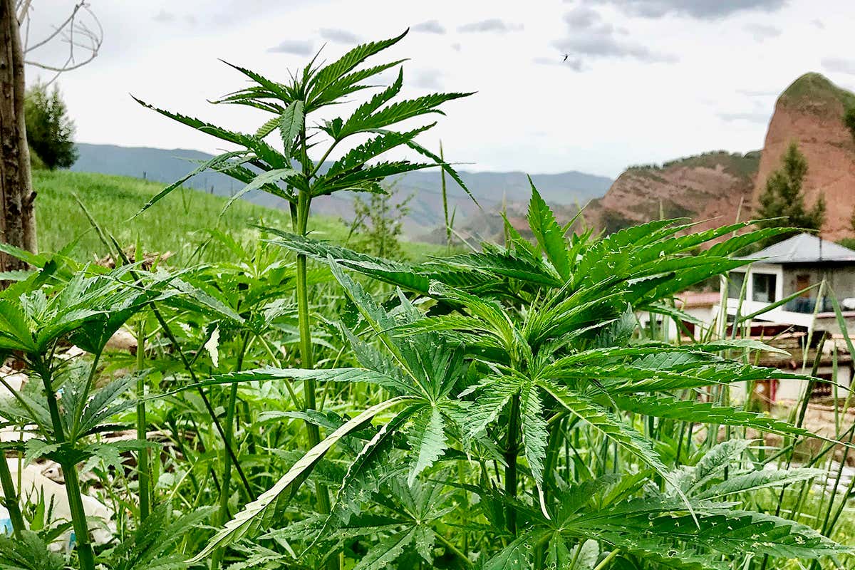 The Basics of Cannabis Cultivation